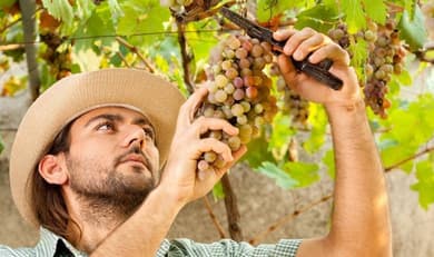 Bild des Berufs Winzer/in