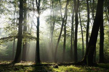 Foto des/der Interview-Partners/in