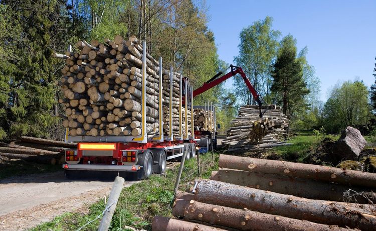 Forstwirt - Gehalt und Verdienst