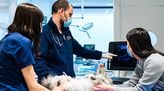 Bild von Tiermedizinische/r Fachangestellte/r