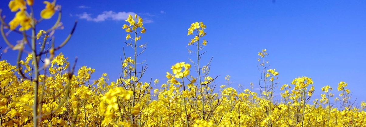 Search header image paderborn gro