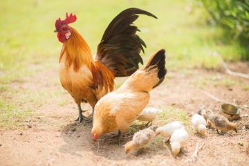 Job posting gallery 360x240 shutterstock 390794212 hahn huhn kueken