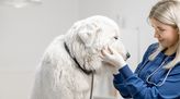 Bild von Tierheilpraktiker/in