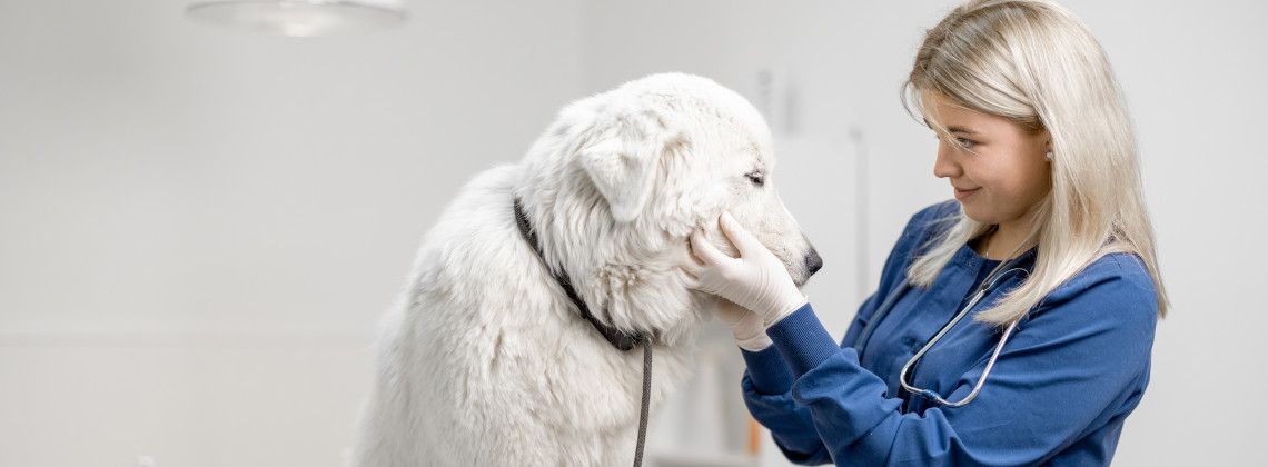 Bild von Tierheilpraktiker/in