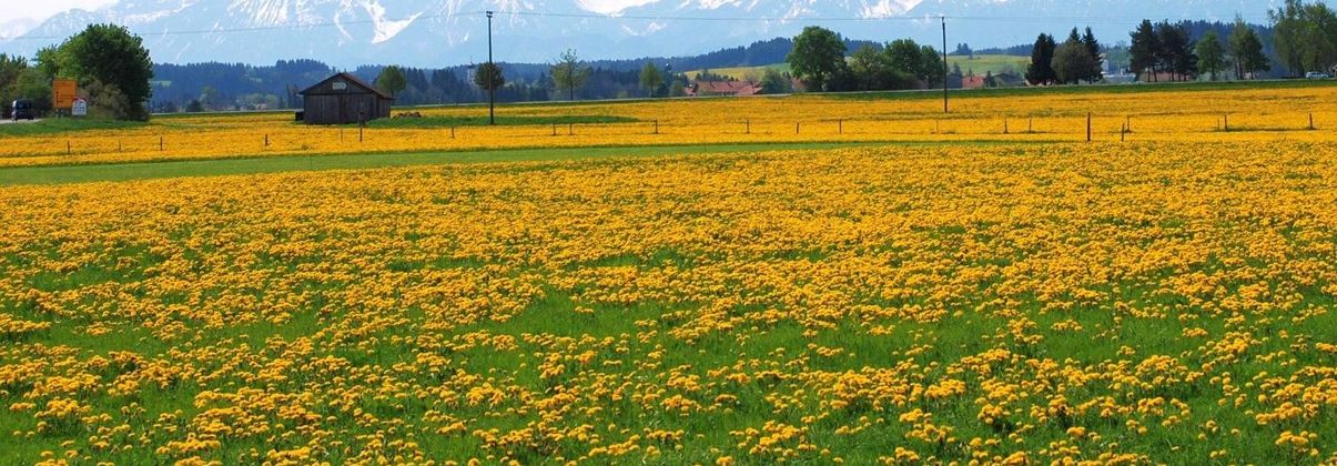 Search header image ingolstadt gro