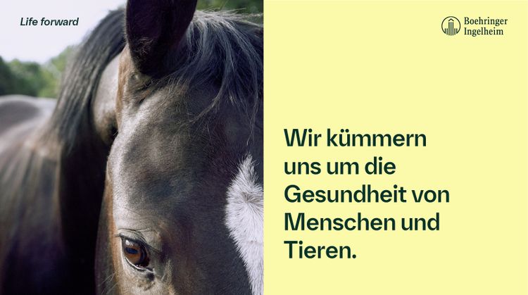 Bild Nr. 11 aus der Galerie